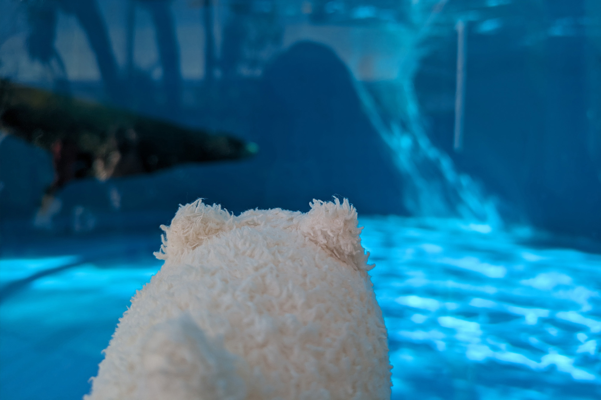 アシカを見るマリー