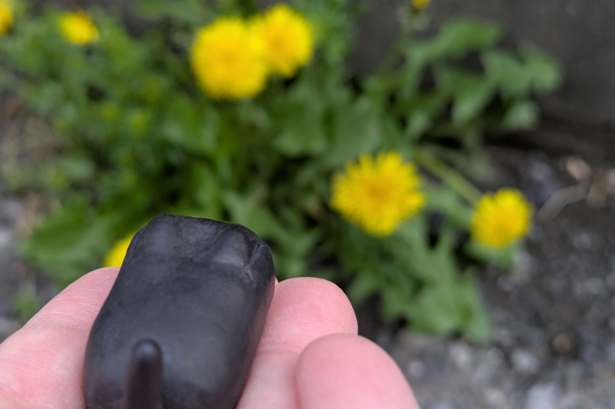 タンポポとバット