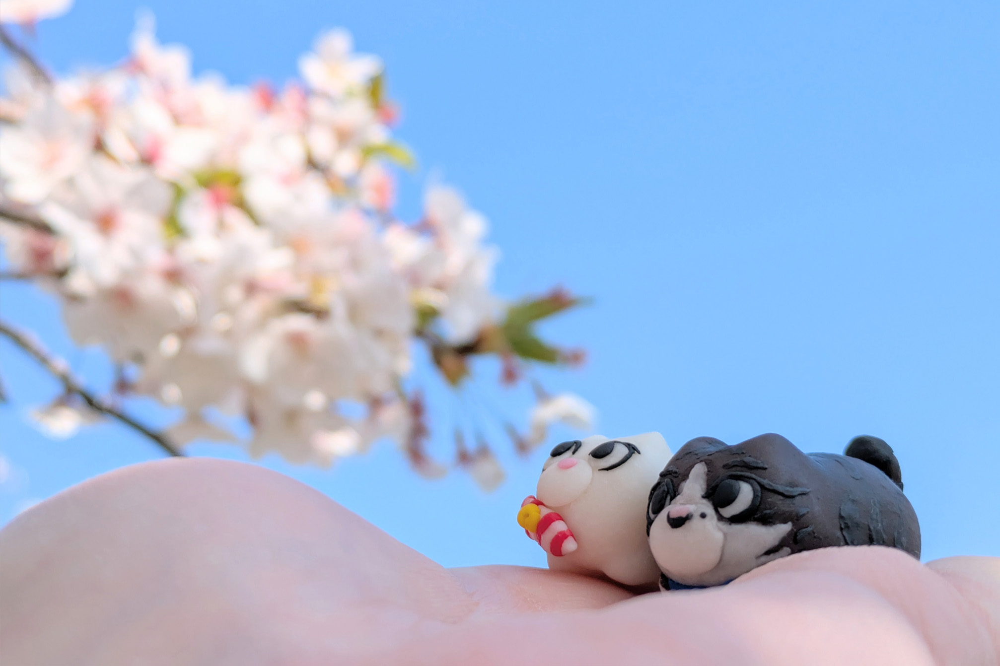 初めてのお花見をするハニーとモータ