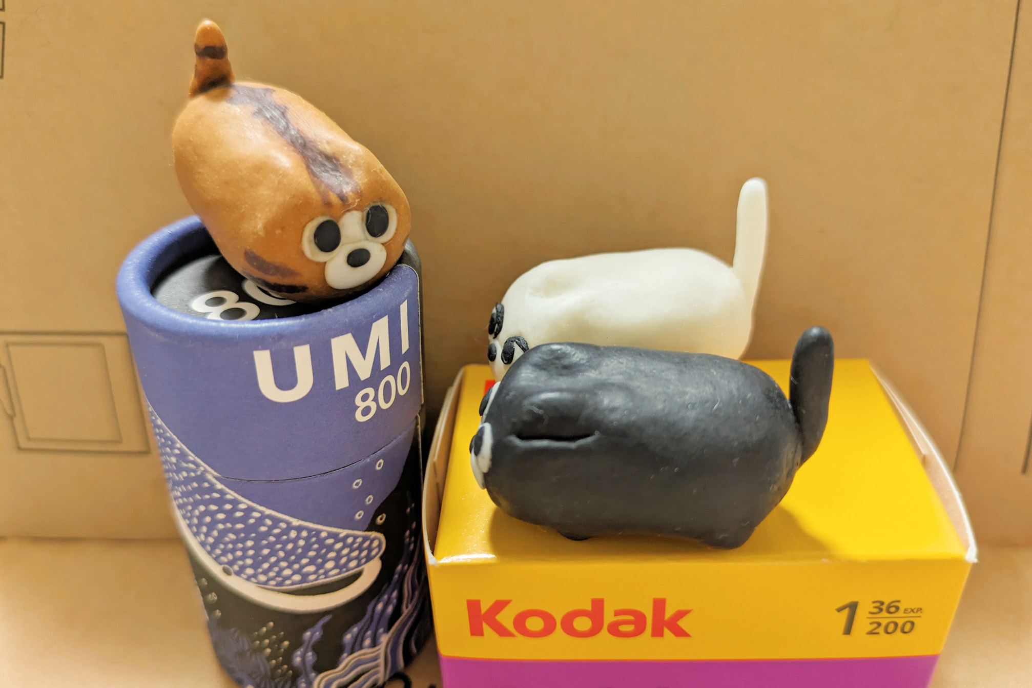 珍しいフィルムを調べるBADCAT